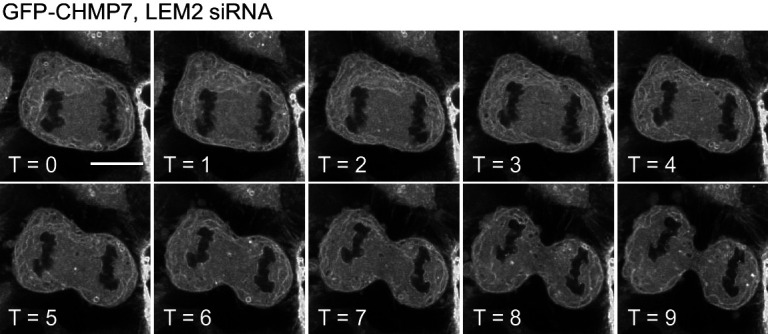 Figure 1—figure supplement 1.