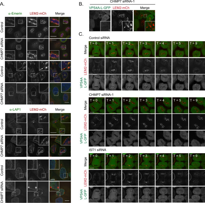 Figure 1—figure supplement 4.