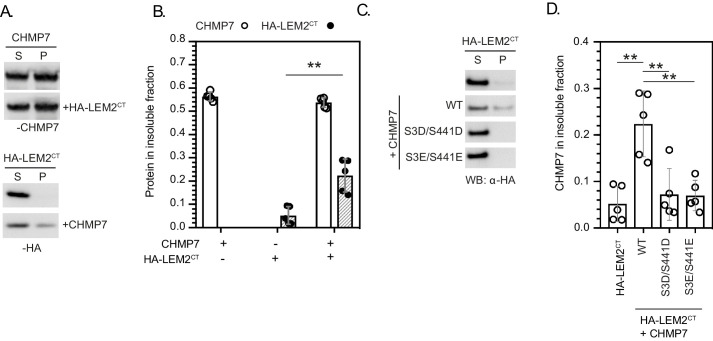 Figure 4—figure supplement 1.