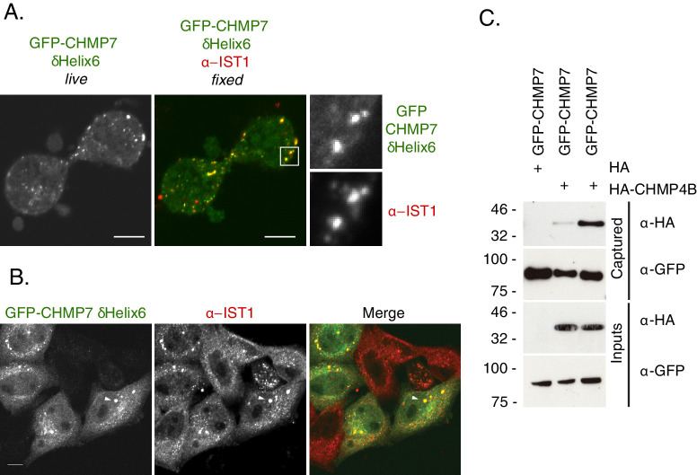 Figure 2—figure supplement 3.