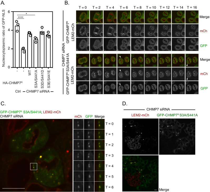 Figure 6—figure supplement 1.