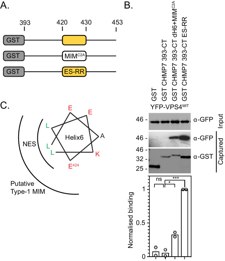 Figure 2—figure supplement 2.