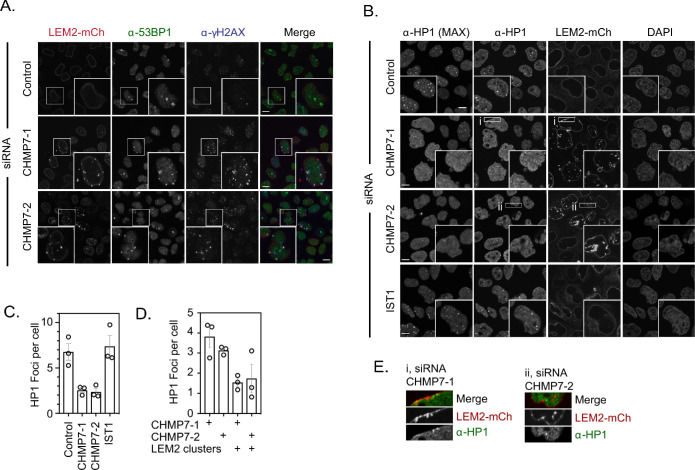 Figure 1—figure supplement 5.