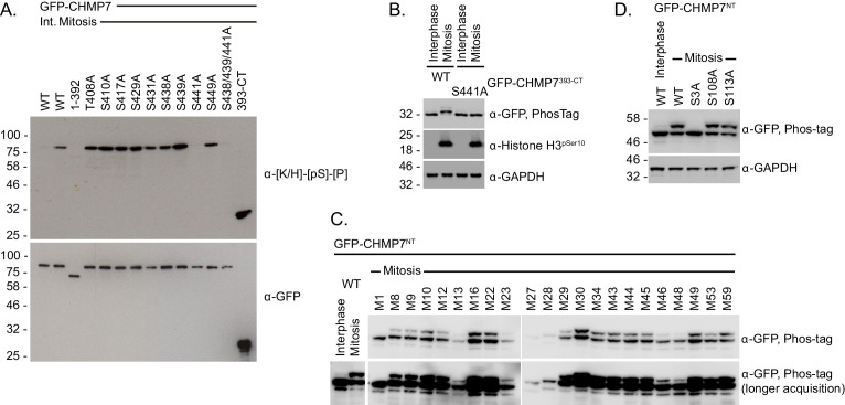 Figure 3—figure supplement 1.