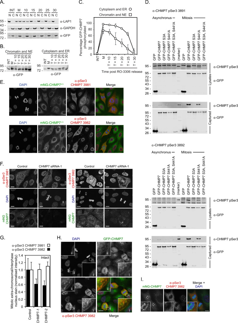 Figure 5—figure supplement 2.