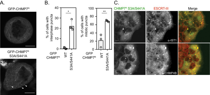 Figure 5—figure supplement 3.