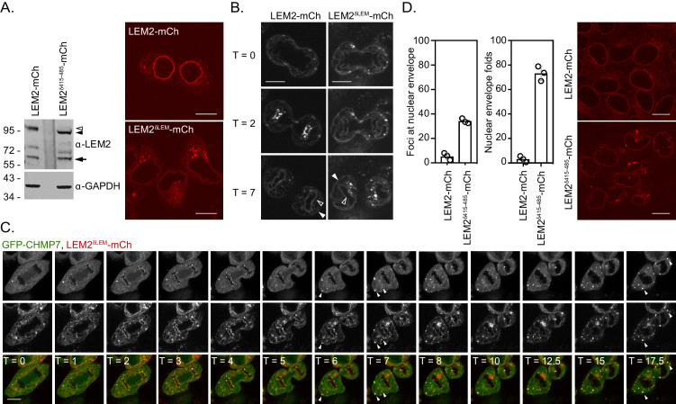 Figure 1—figure supplement 2.