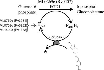 FIG. 3.