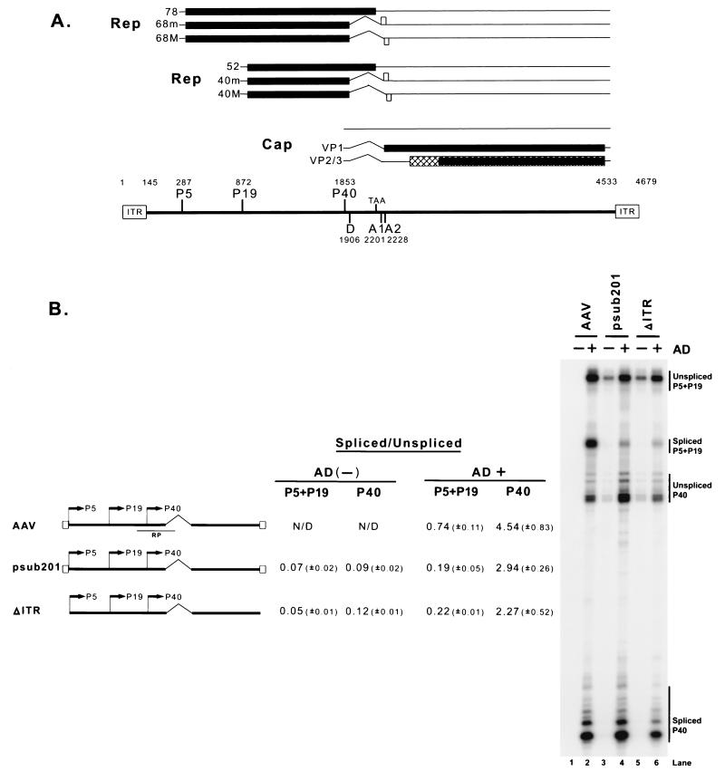 FIG. 1.