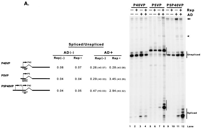 FIG. 2.