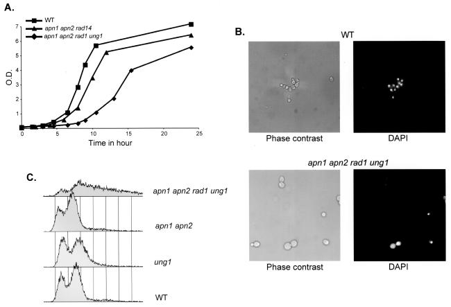 FIG. 2.