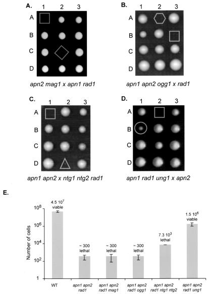 FIG. 1.