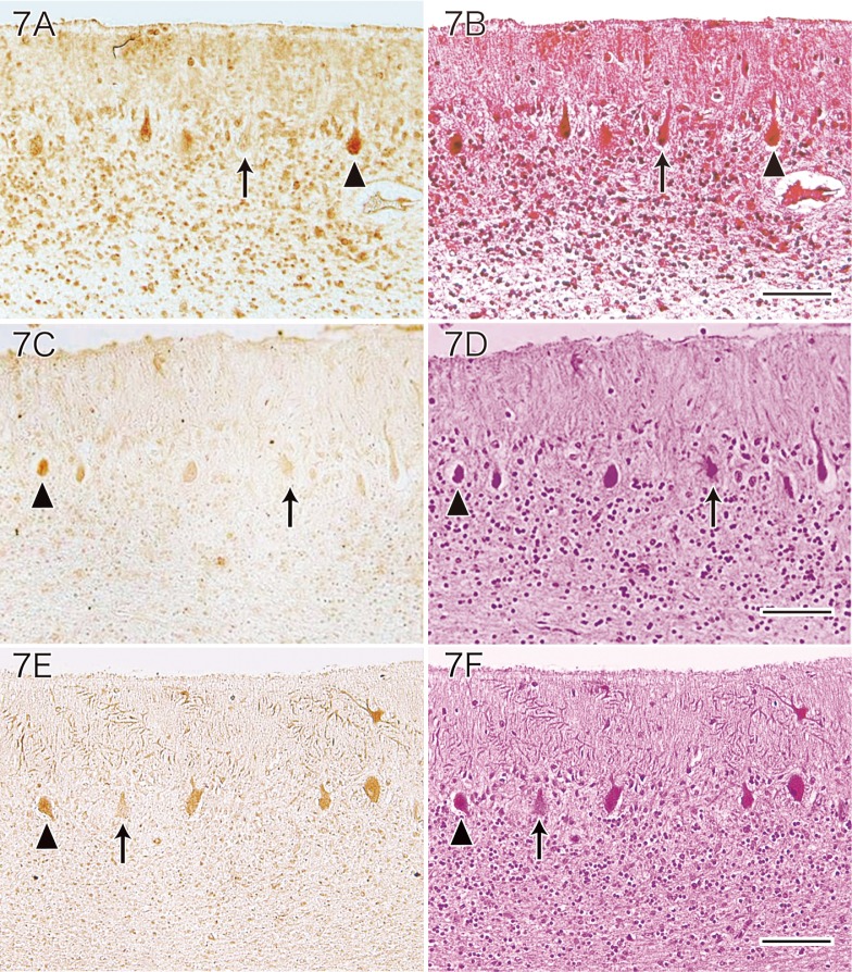 Fig. 7.