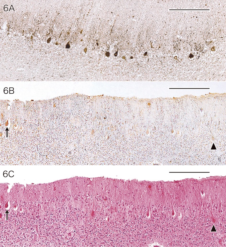 Fig. 6.