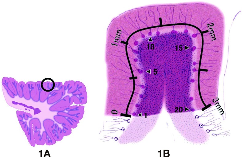 Fig. 1.