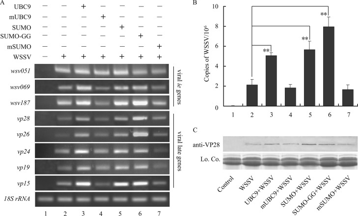 Fig 6