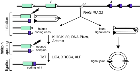 Fig. 5