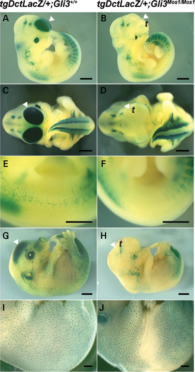 Figure 7.