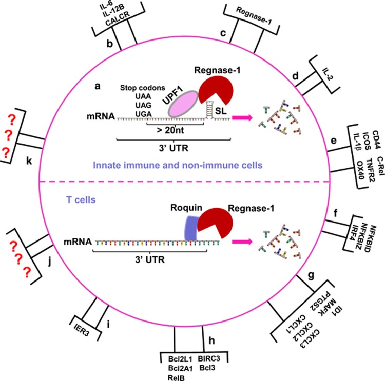 Regnase-1, a rapid response ribonuclease regulating inflammation and ...