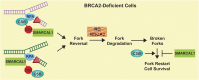 Graphical Abstract