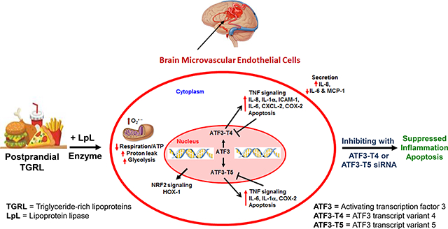 graphic file with name nihms-1536692-f0001.jpg