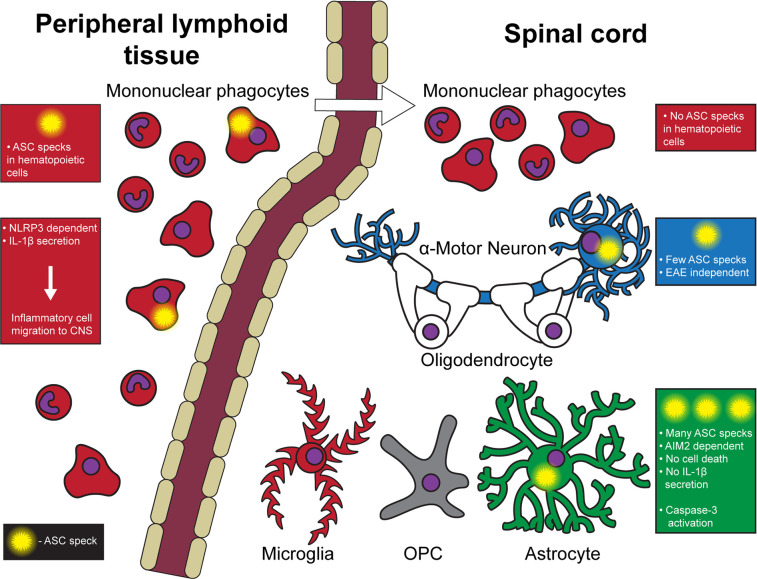 graphic file with name jciinsight-7-155563-g022.jpg