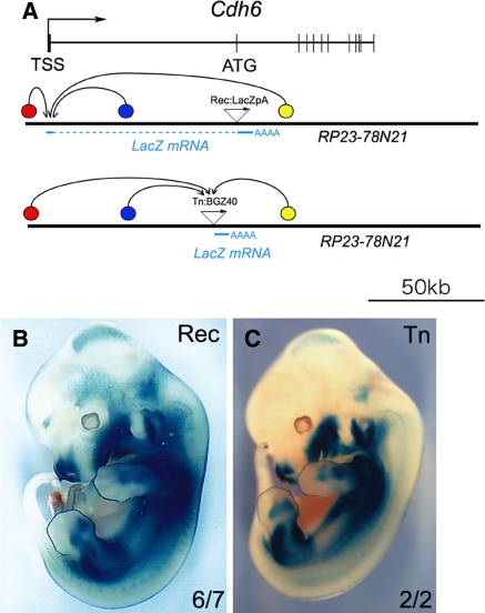 Fig. 2