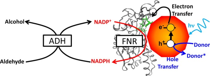 Figure 13.