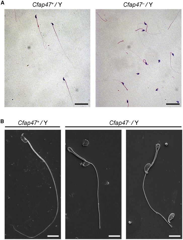 Figure 7