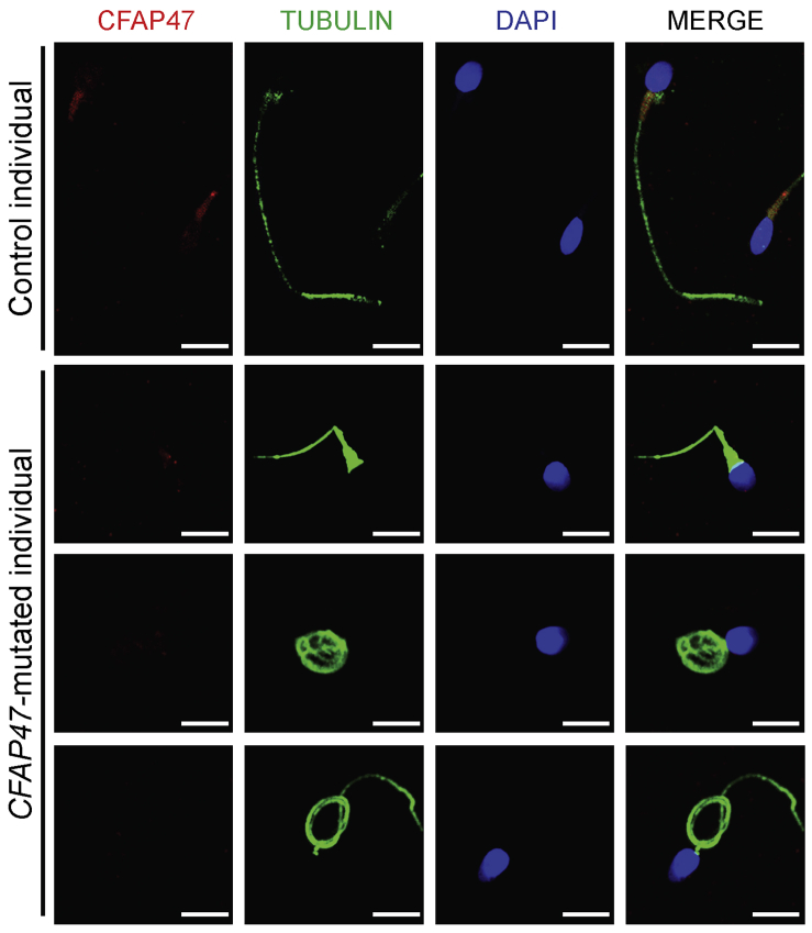 Figure 4