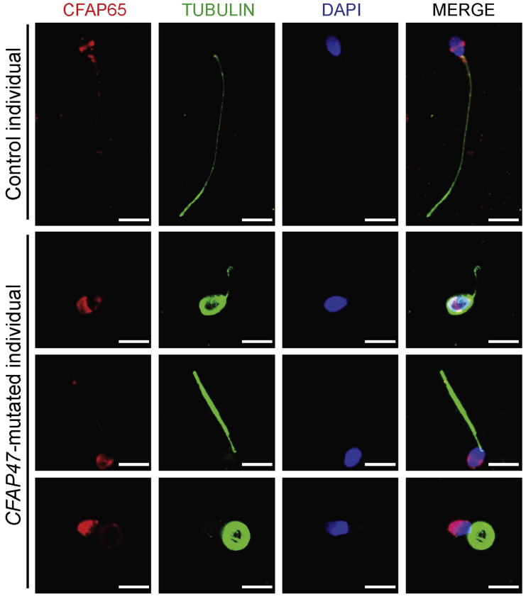 Figure 5