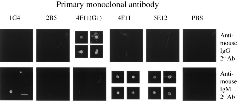 FIG. 3.