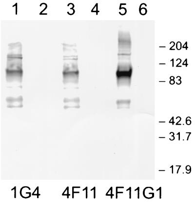 FIG. 4.