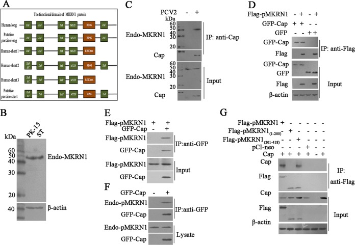 FIG 1