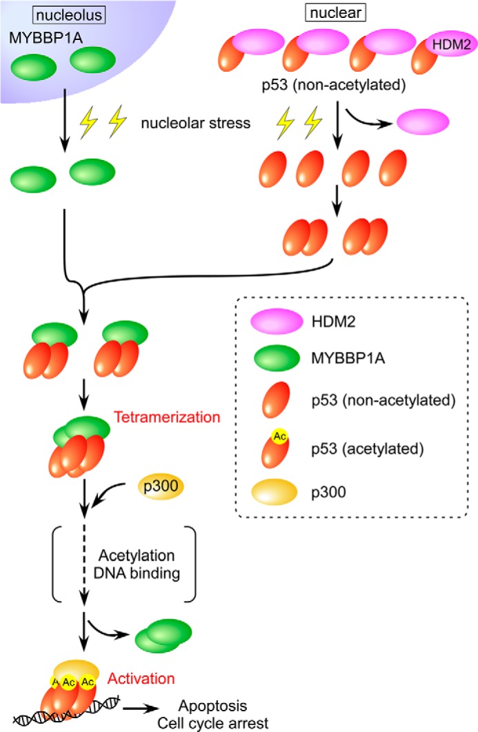 FIGURE 11.