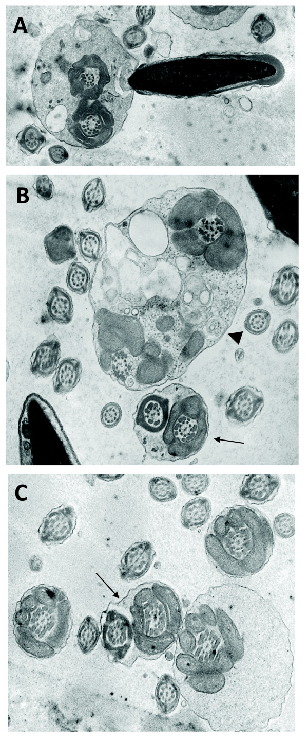 Figure 9