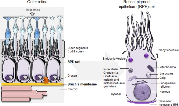 Fig. 1