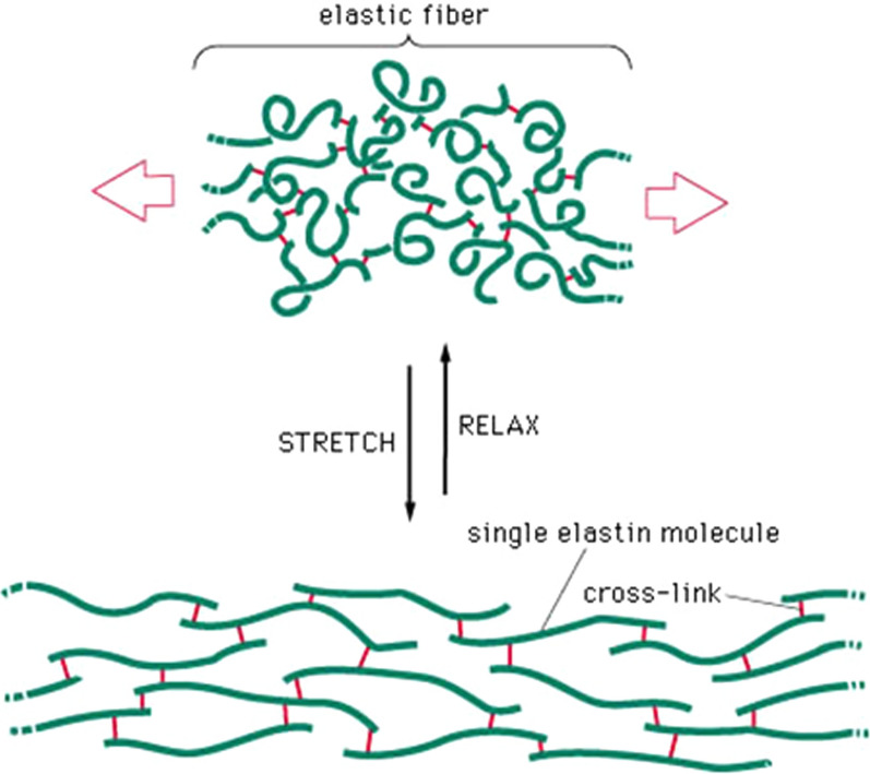 Fig. 12