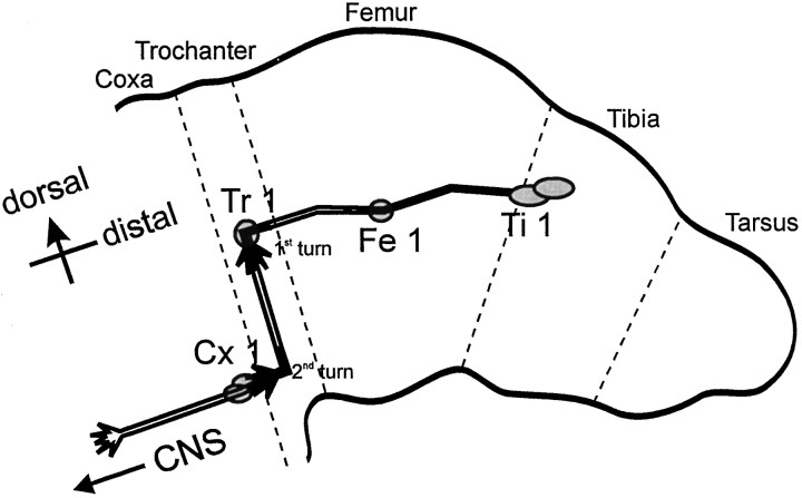 Fig. 1.