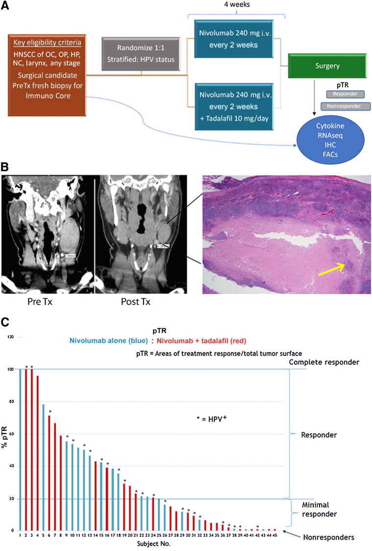 Figure 1. Trial schema and overall response. A, Trial schema. B, Example of radiographic and pathologic representation of treatment response. A 6-cm pretreatment lymph node decreased to 3.4 cm posttreatment and on final pathology had 95% pTR with only 5% viable tumor in the lymph node (yellow arrow). C, Waterfall plot of overall pTR by treatment group and HPV status at time of surgery. Threshold of ≥20% was considered a “responder” in the correlative analysis. Analysis of tumor tissue used pTR at the primary site only. Analysis of PBMCs used overall pTR including primary and lymph nodes. OC, oral cavity; HP, hypopharynx; NC, nasal cavity.