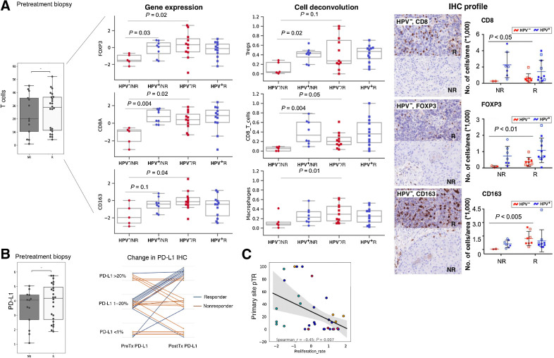 Figure 2. HPV− Rs have increased pretreatment T-cell abundance. A, Pretreatment biopsy CD8+ T-cell RNA signature did not demonstrate significance between Rs and NRs. Subgroup analysis with respect to HPV status reveals the HPV− cohort having a significant difference in overall T cells, Tregs, CD8, and CD4 that is not identified in the HPV+ cohort. Pretreatment CD8, FoxP3, and CD163 IHC confirm a significant difference for HPV−but not positive tumors pointing to an immune desert as a significant correlate of nonresponse. B, Quantitation by RNA-seq of PD-L1 and semiquantification by PD-L1 IHC staining demonstrating no predictive significance for response (left graph, y-axis shows log2 expression). In pre- to posttreatment samples PD-L1 staining remained stable in the NRs and trended upward in the Rs (right graph). C, High tumor proliferation rate signatures in the pretreatment samples are associated with nonresponse. The tumor proliferation signature consists of cell cycle– and tumor progression–associated genes.