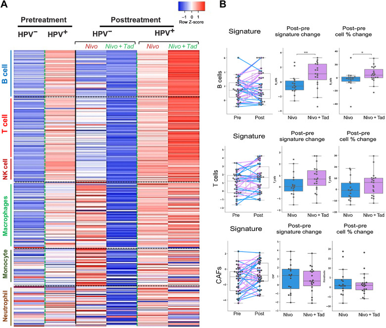 Figure 4. HPV+ tumors demonstrate the greatest overall immune-related transcriptomic change with the addition of tadalafil. A, Heatmap showing expression of a set of 292 immune signature genes comparing pre- and posttreatment separated out by HPV status and treatment cohort regardless of response. Individual genes (demarcated by rows) are subdivided based on immune cell association (vertical legend). Each column represents a cohort prior to treatment or following treatment. B, Gene signatures demonstrate dynamic changes caused by tadalafil in the B-cell population, with upward trend in the T-cell population and no effect on CAFs. *P < 0.05, ** P < 0.01. Nivo, nivolumab; Tad, tadalafil.