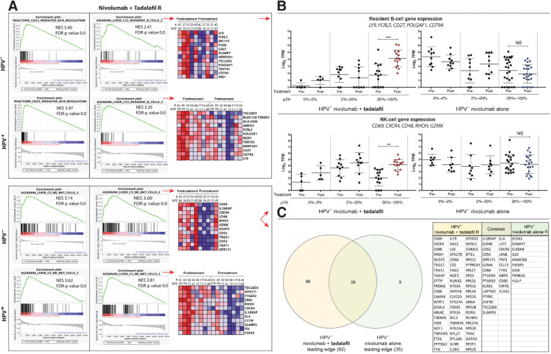 Figure 5. Unbiased GSEA of bulk RNA sequences, indicating enrichment of B- and NK-cell gene sets in Rs to nivolumab and tadalafil. A, Enrichment plots and heat maps. Top, left: Result from a canonical pathway collection (C2 cp) query showing enrichment of CD22-mediated B-cell antigen receptor regulation in HPV− and HPV+ Rs, posttreatment. Top, right: Cell-type signature (C8) query revealing enrichment of B cells. Heatmaps show the 12-most upregulated genes, posttreatment. Bottom, left: Cell-type signature collection (C8) query illustrating enrichment of an NK-cell gene set in HPV− and HPV+ Rs. Bottom, right: Enrichment of a second NK-cell gene set, with portions of heatmaps. B, Scatter plots of normalized transcript counts from bulk RNA sequence data. Top: Expression of B-cell genes, selected from heat maps in panel A. Enrichment, posttreatment, manifested in the 20% to 100% pTR group that received nivolumab + tadalafil (left; one-way ANOVA; P < 0.0001), but not nivolumab-alone (right). Bottom: Similarly, a subset of five NK-cell genes were found to be enriched by tadalafil in the 20% to 100% pTR group, posttreatment (one-way ANOVA; P = 0.0003). C, Venn diagram of the GSEA leading edges and table of the 66 genes of an NK-cell signature unique to the tadalafil group. NS, not significant.