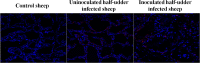Fig 8