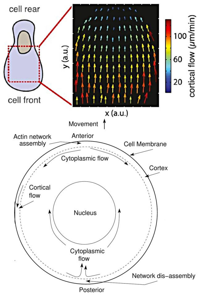 Figure 25