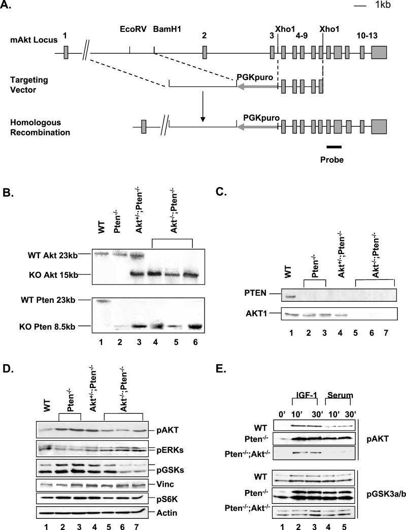 FIG.1.