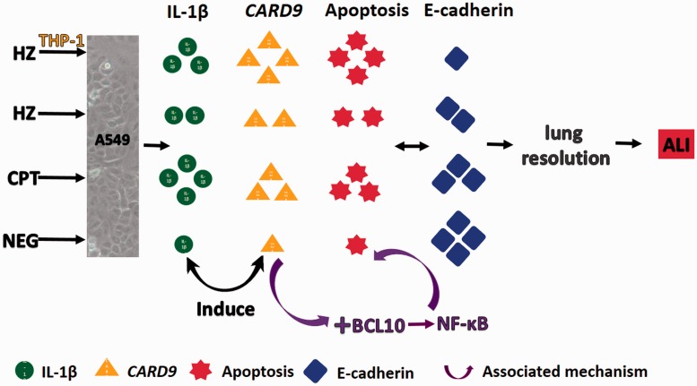 Figure 11.