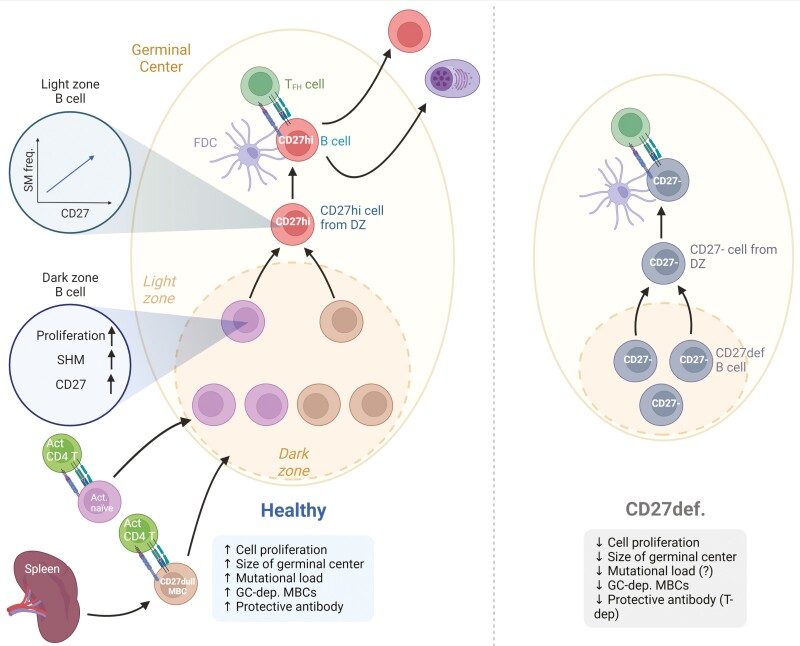 Graphical Abstract