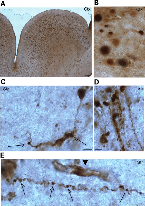 Figure 6.