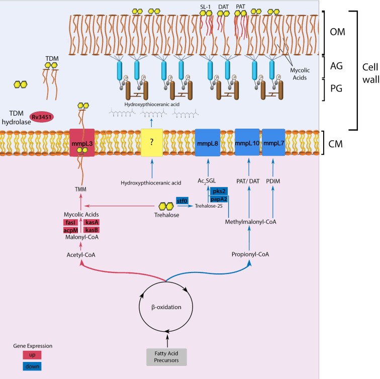 Figure 5.